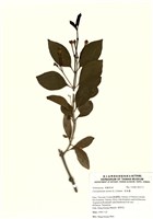 藏品(苦林盤(白花苦林盤))的圖片